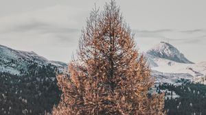 Preview wallpaper tree, dry, mountains, landscape, nature