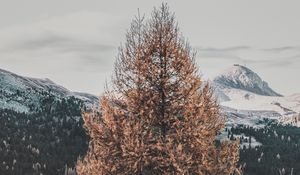 Preview wallpaper tree, dry, mountains, landscape, nature