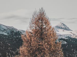 Preview wallpaper tree, dry, mountains, landscape, nature