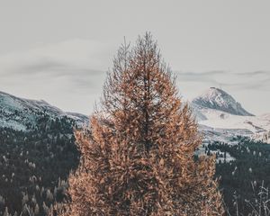 Preview wallpaper tree, dry, mountains, landscape, nature