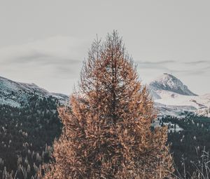 Preview wallpaper tree, dry, mountains, landscape, nature
