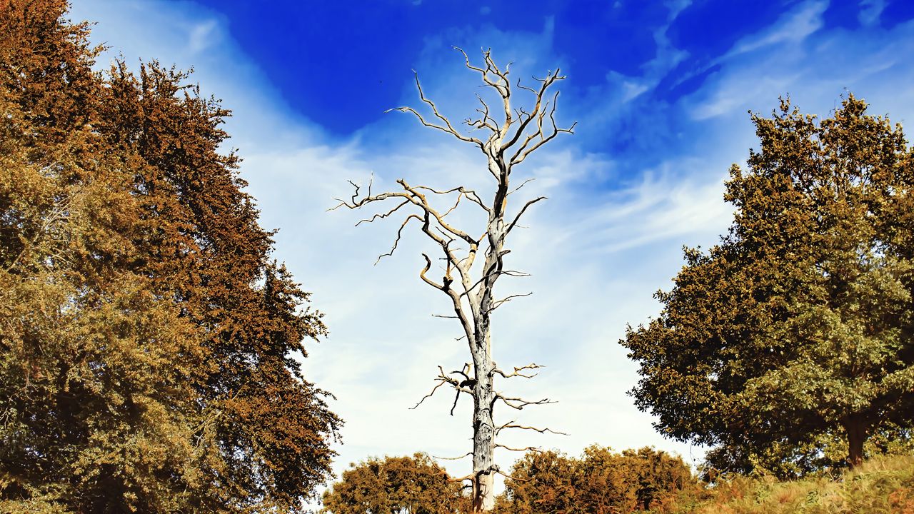 Wallpaper tree, dry, trees, landscape, nature