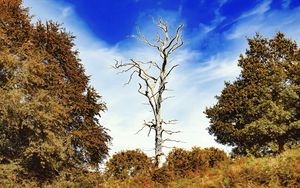 Preview wallpaper tree, dry, trees, landscape, nature