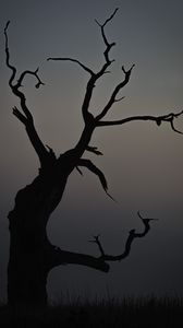 Preview wallpaper tree, dusk, minimalism, nature