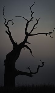 Preview wallpaper tree, dusk, minimalism, nature