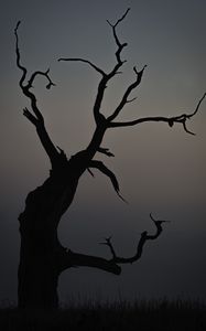 Preview wallpaper tree, dusk, minimalism, nature