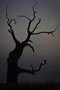 Preview wallpaper tree, dusk, minimalism, nature