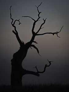 Preview wallpaper tree, dusk, minimalism, nature