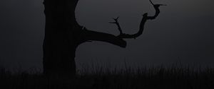 Preview wallpaper tree, dusk, minimalism, nature