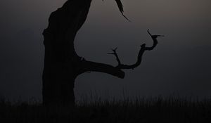 Preview wallpaper tree, dusk, minimalism, nature