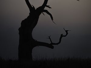 Preview wallpaper tree, dusk, minimalism, nature