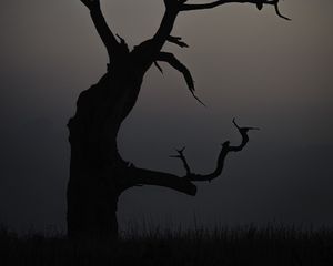 Preview wallpaper tree, dusk, minimalism, nature