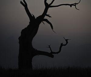 Preview wallpaper tree, dusk, minimalism, nature