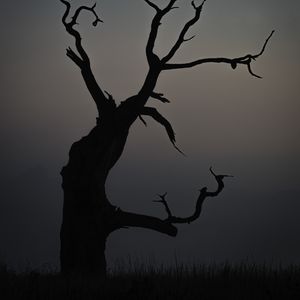 Preview wallpaper tree, dusk, minimalism, nature