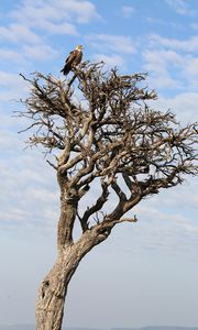 Preview wallpaper tree, eagle, bird, wildlife, africa