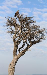 Preview wallpaper tree, eagle, bird, wildlife, africa