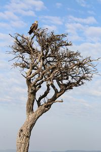 Preview wallpaper tree, eagle, bird, wildlife, africa