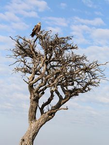 Preview wallpaper tree, eagle, bird, wildlife, africa