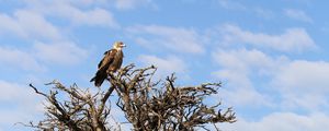 Preview wallpaper tree, eagle, bird, wildlife, africa