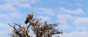 Preview wallpaper tree, eagle, bird, wildlife, africa