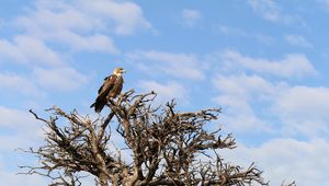 Preview wallpaper tree, eagle, bird, wildlife, africa