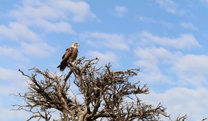 Preview wallpaper tree, eagle, bird, wildlife, africa