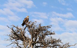 Preview wallpaper tree, eagle, bird, wildlife, africa