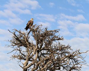 Preview wallpaper tree, eagle, bird, wildlife, africa