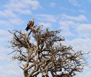 Preview wallpaper tree, eagle, bird, wildlife, africa