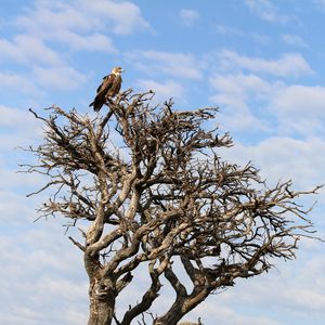 Preview wallpaper tree, eagle, bird, wildlife, africa