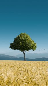 Preview wallpaper tree, ears of corn, horizon, birds, sky