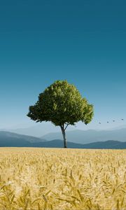 Preview wallpaper tree, ears of corn, horizon, birds, sky