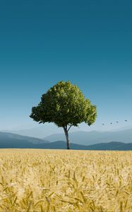 Preview wallpaper tree, ears of corn, horizon, birds, sky