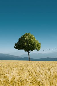 Preview wallpaper tree, ears of corn, horizon, birds, sky