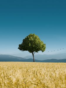 Preview wallpaper tree, ears of corn, horizon, birds, sky