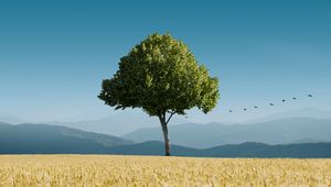 Preview wallpaper tree, ears of corn, horizon, birds, sky