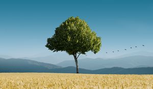 Preview wallpaper tree, ears of corn, horizon, birds, sky