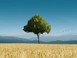 Preview wallpaper tree, ears of corn, horizon, birds, sky