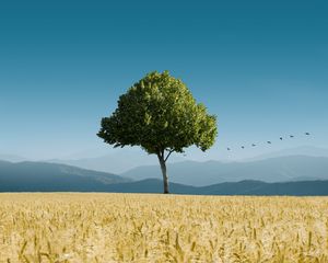 Preview wallpaper tree, ears of corn, horizon, birds, sky