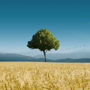 Preview wallpaper tree, ears of corn, horizon, birds, sky