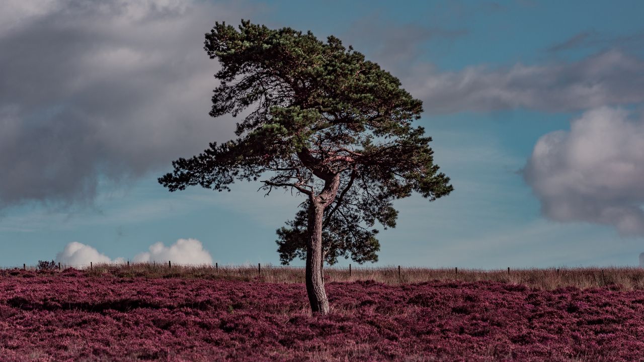 Wallpaper tree, erica arborea, grass, field