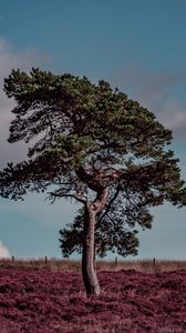 Preview wallpaper tree, erica arborea, grass, field