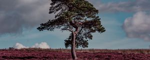 Preview wallpaper tree, erica arborea, grass, field