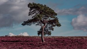 Preview wallpaper tree, erica arborea, grass, field