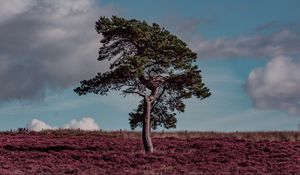 Preview wallpaper tree, erica arborea, grass, field