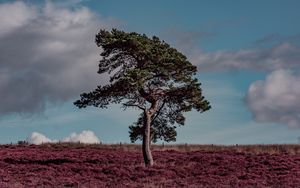 Preview wallpaper tree, erica arborea, grass, field