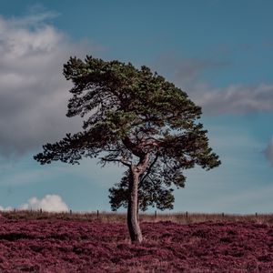 Preview wallpaper tree, erica arborea, grass, field
