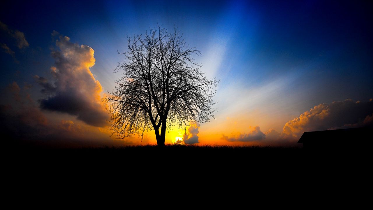 Wallpaper tree, evening, decline, light, beams