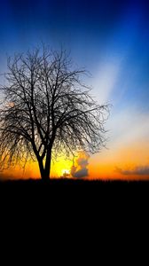 Preview wallpaper tree, evening, decline, light, beams