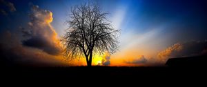 Preview wallpaper tree, evening, decline, light, beams